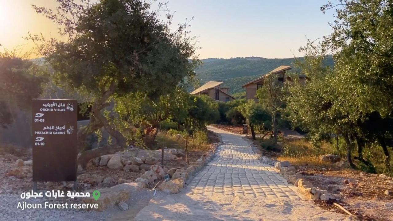 Ajloun Forest Reserve Джераш Екстер'єр фото