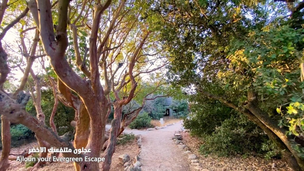 Ajloun Forest Reserve Джераш Екстер'єр фото