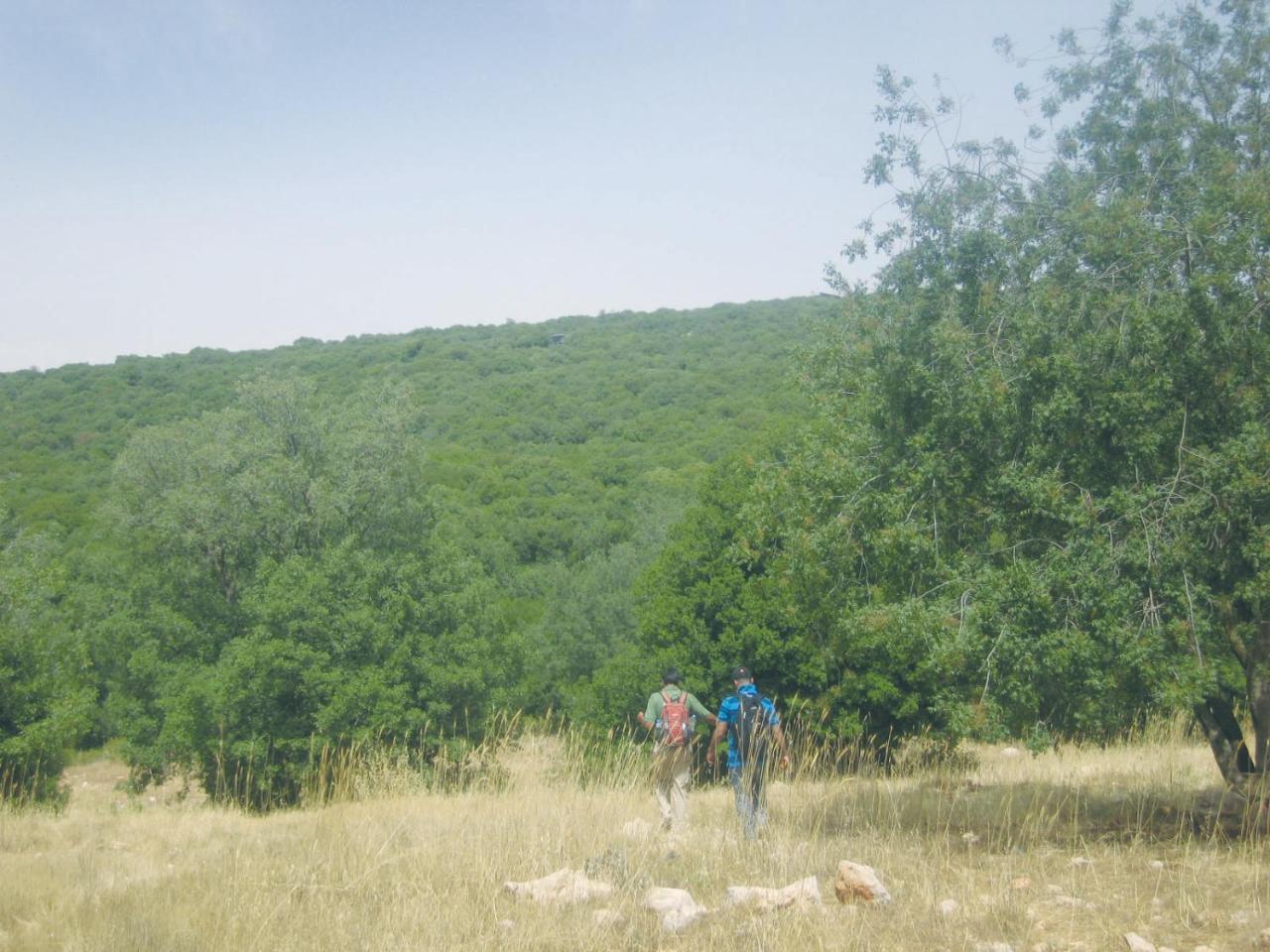 Готель Ajloun Forest Reserve Екстер'єр фото